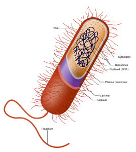 Prokaryote_cell.svg