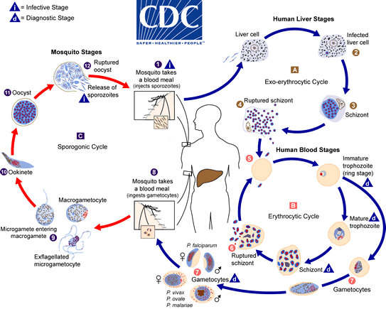 Malaria_LifeCycle_1